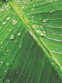 Full frame shot of wet leaves