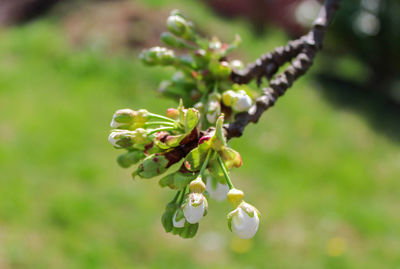 Close-up of flowering plant