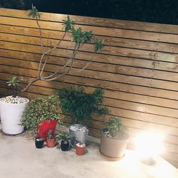 potted plant