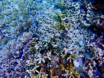 Full frame shot of coral underwater