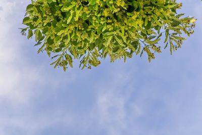 Low angle view of tree against sky