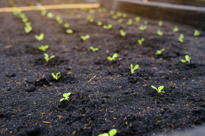 Close-up of seedlings in garden