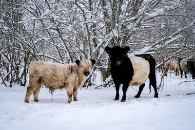 Goats on snow covered field