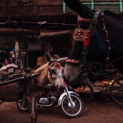 Donkeys standing on street