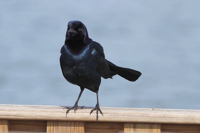 Bird perching on wood against sky