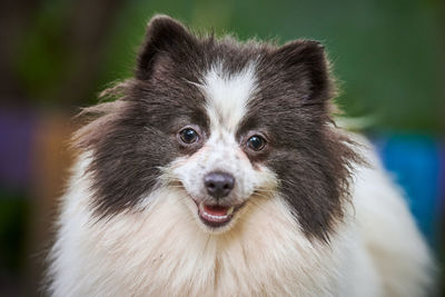 Pomeranian spitz dog in garden, close up face portrait. pomeranian puppy spitz pom dog