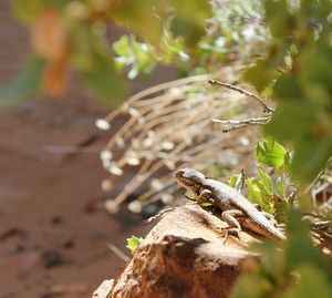 Close-up of a lizard