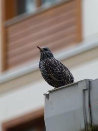 Low angle view of bird perching on metal