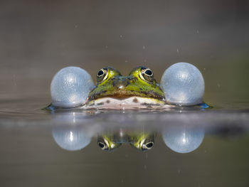 Close-up of jellyfish in water