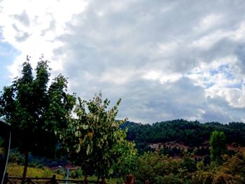 Plants growing on land against sky