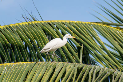 Low angle view of bird perching on palm leaf