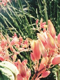 Close-up of pink flower