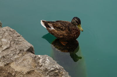 High angle view of bird perching on rock