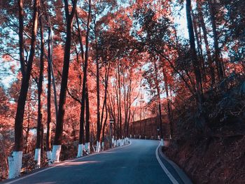 Road amidst trees against sky during winter