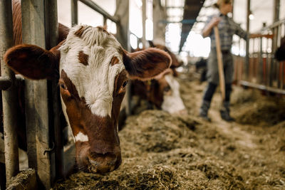 Cow with livestock tag at cattle farm