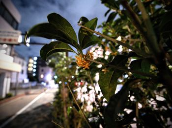 Close-up of leaves on road at night