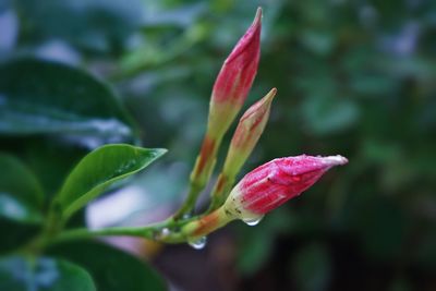 Close-up of red flowering plant