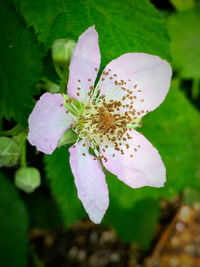 Close-up of pink flower blooming outdoors