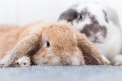 Rabbit brown and white lovely lying on the floor. split on a white background.