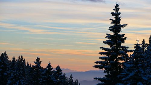 Pine trees against sky during sunset