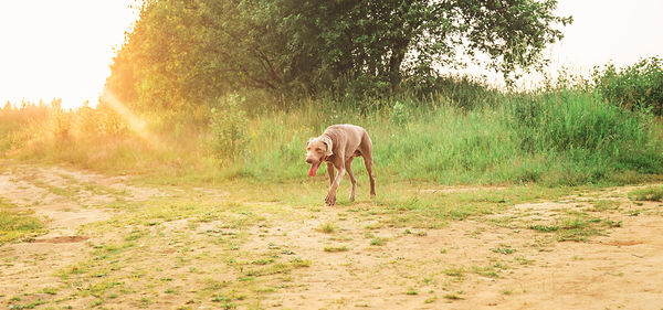 View of dog on field