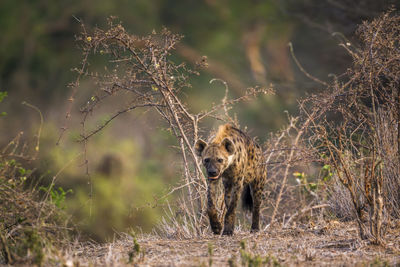 Hyena walking on land