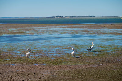 Seagulls on the beach