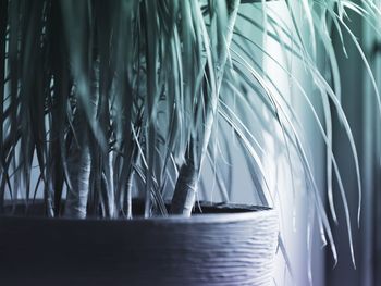 Close-up of plants against window