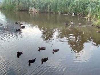 Ducks swimming in lake