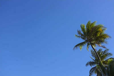 Low angle view of palm tree against clear blue sky