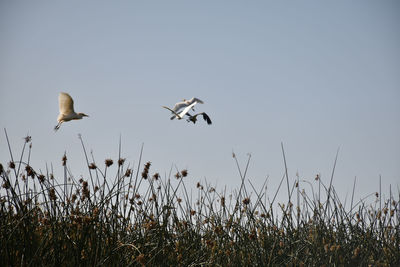 Birds flying above the sky