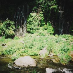 Trees in pond