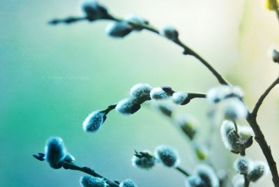 Close-up of flowers on tree