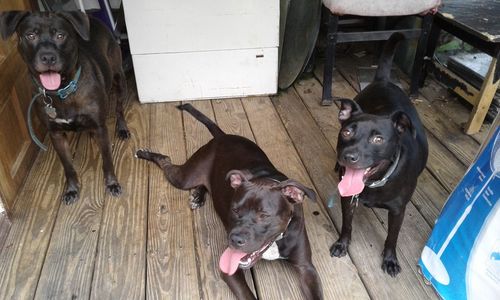 High angle view of dogs on wooden floor