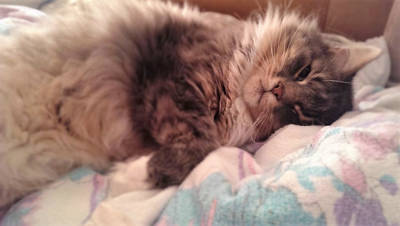 CLOSE-UP OF CAT SLEEPING ON FLOOR