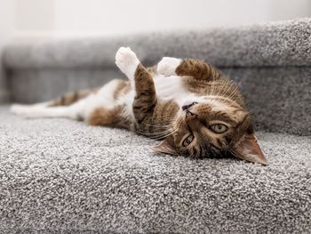 Cat lying down