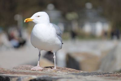 Close-up of seagull perching