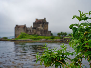 Castle in a background, scotland. 