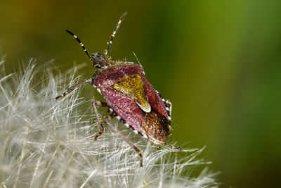 Close-up of insect on leaf