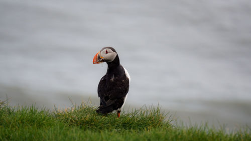 Puffin carrying saltwater eels in beak on grass