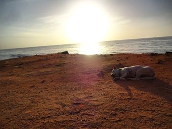 Scenic view of beach against sky during sunset