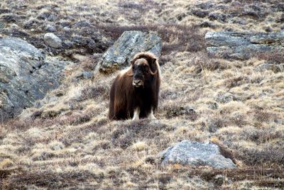 View of an animal on field