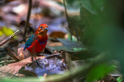 Close-up of bird perching on branch