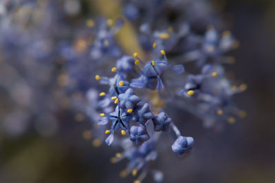 Close-up of flowers against blurred background