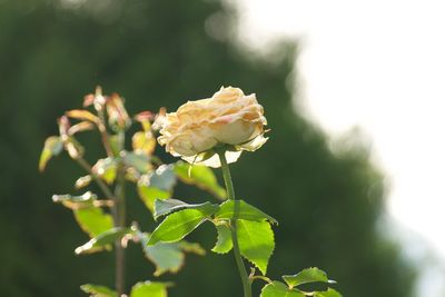 Close-up of white flowers blooming outdoors