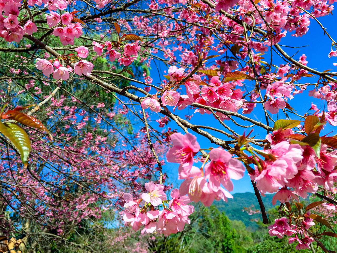 LOW ANGLE VIEW OF PINK CHERRY BLOSSOM