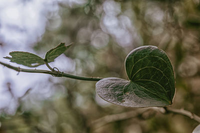 Close-up of green heart leaves