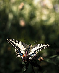 Close-up of butterfly pollinating flower