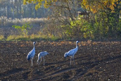 Birds on field against trees