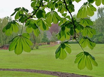 Green leaves on field against sky